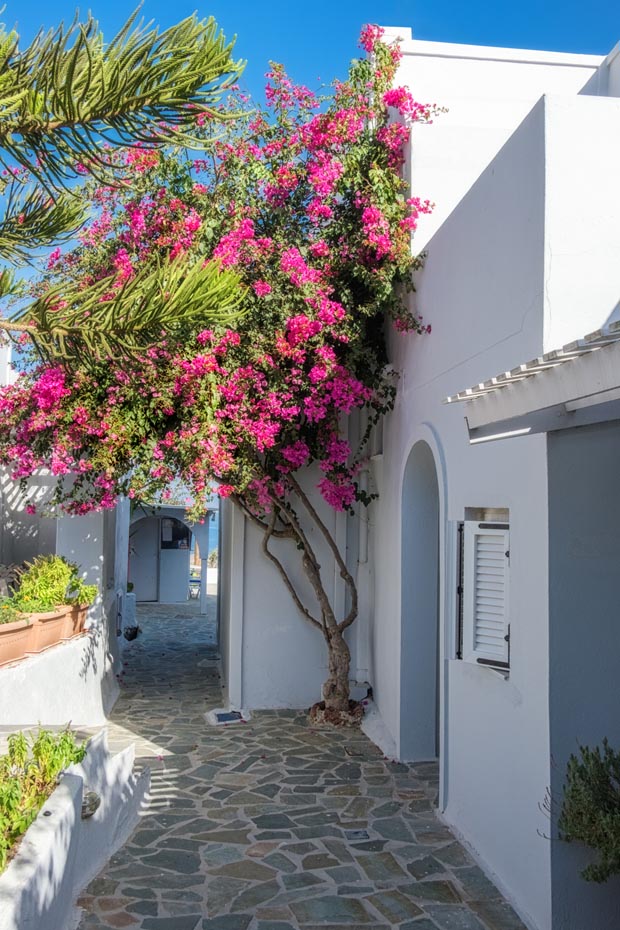 Bougainvillea and white-washed houses in Greece 