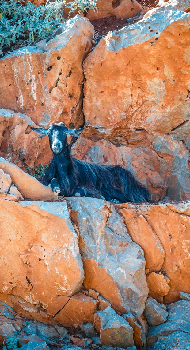Greek Mountain Goat