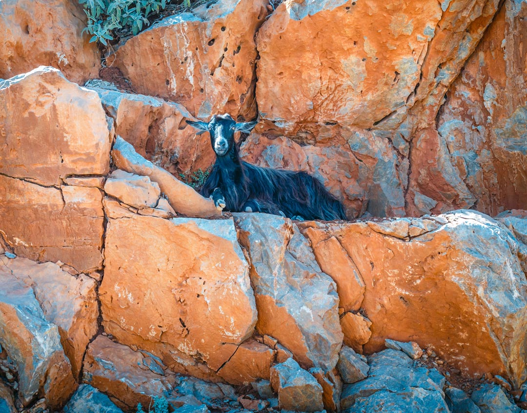 Greek mountain goat