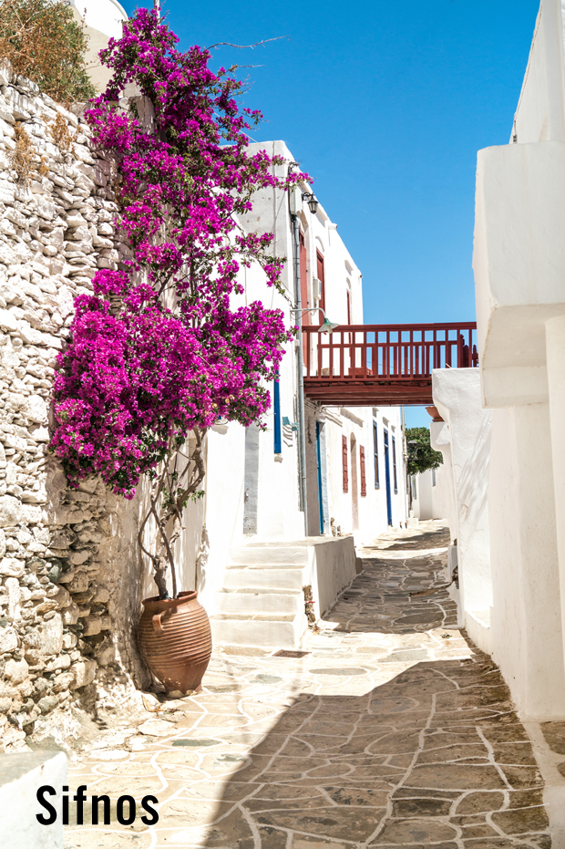 Blooming Hydrangeas plant in a street view on Sifnos Island with traditonal homes