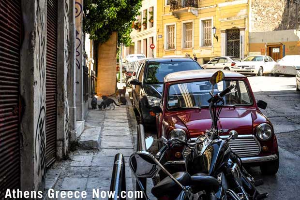 Stray Cats in Athens Greece