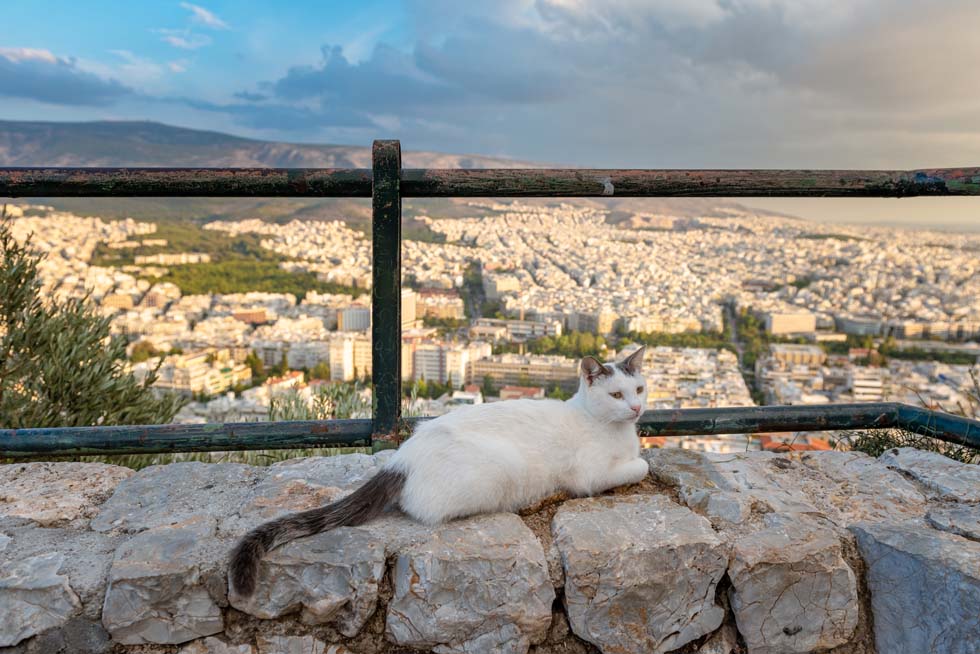 Cat at Lycabettus Greece