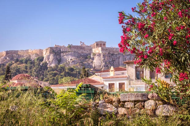 Flowering near Acropolis