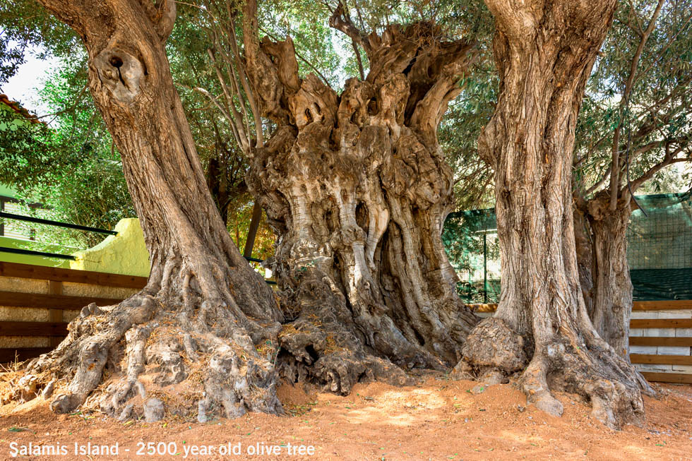 2500 year old olive tree on Salamis Island in Greece
