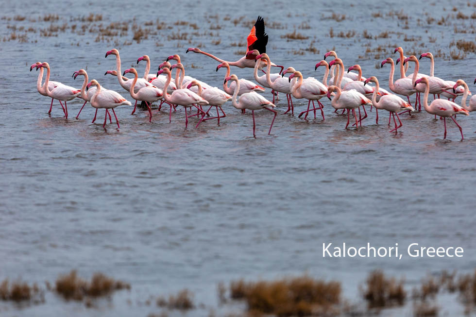 Kalochori Flamingos Greece