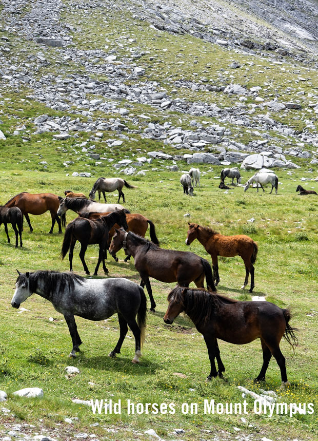 Wild horses on Mount Olympus in Greece
