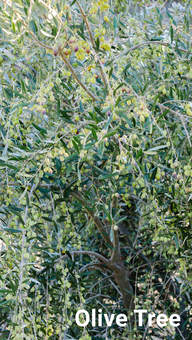 Olive Tree in Greece