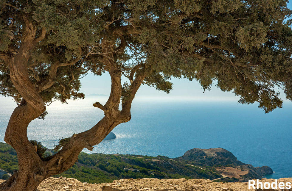 Rhodes tree over sea