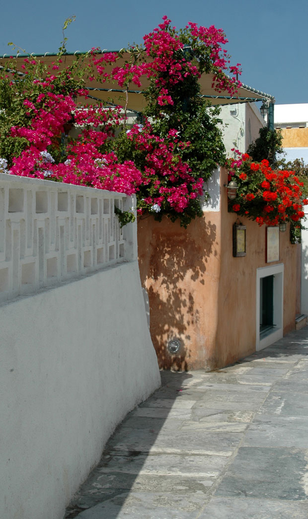 bougainvillea along street