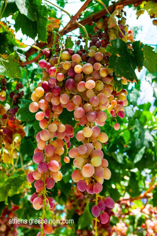 Muscat Grapes Greece