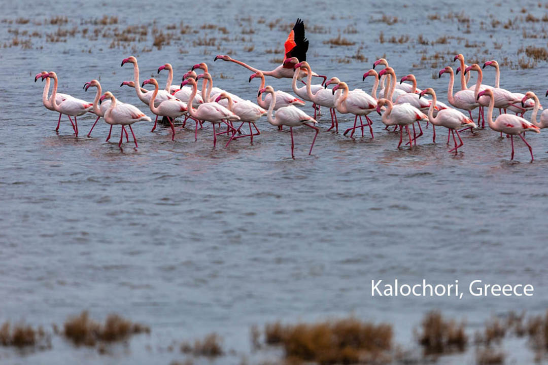 Kalochori Flamingos Greece Kalochori Flamingos Greece